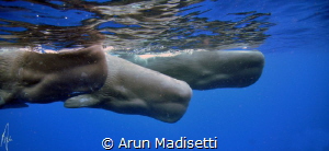 Sperm whales. Taken as always, under permit. by Arun Madisetti 